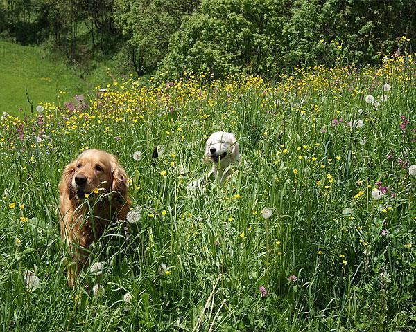 Hunde sind bei uns willkommen und wohnen GRATIS U