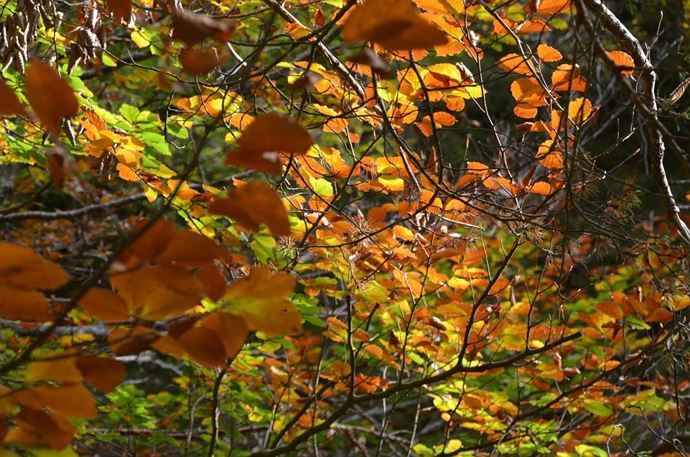 Alpenblick- Herbst