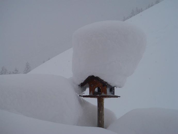 Alpenblick-Vogelhaus