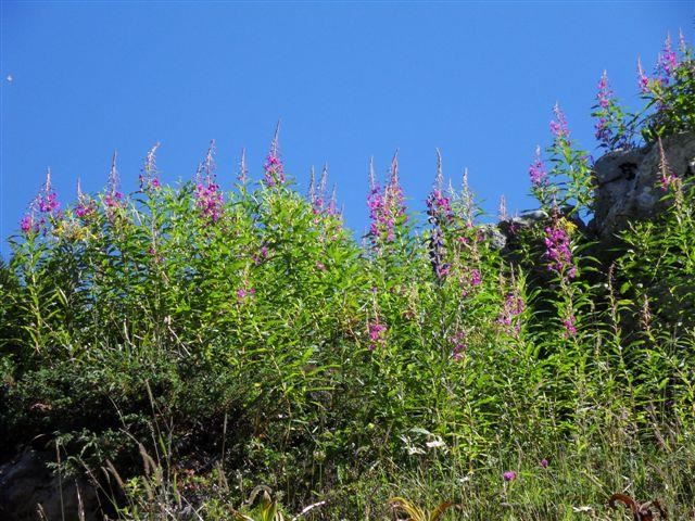 Sommerblumen