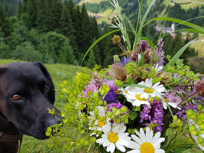 Frühlingsblumen