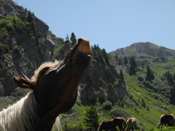 Pferde auf der Alm