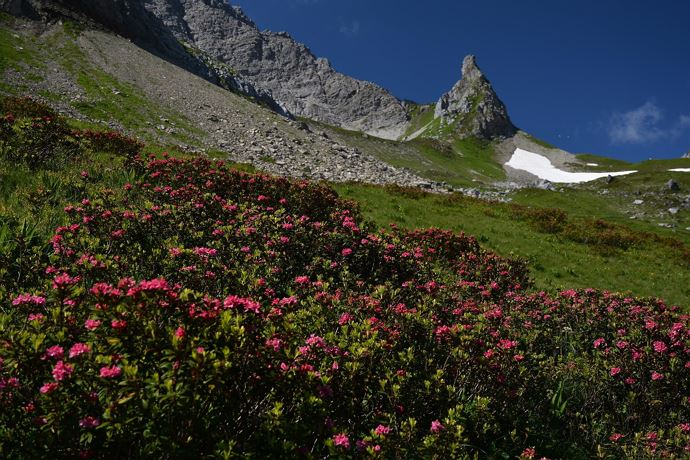 Alpenrosenblüte mit Klein-Hörnle